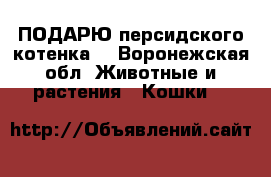 ПОДАРЮ персидского котенка. - Воронежская обл. Животные и растения » Кошки   
